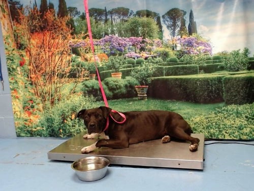 A553994 - Pit Bull Terrier available for adoption