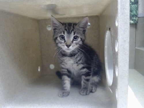 A551619 - Domestic Short Hair available for adoption