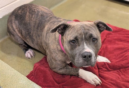 WILLOW - Pit Bull Terrier available for adoption