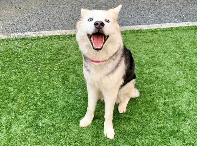 CIELO - Siberian Husky / German Shepherd Dog available for adoption