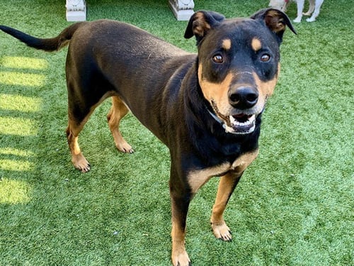 ROCKY - Doberman Pinscher available for adoption