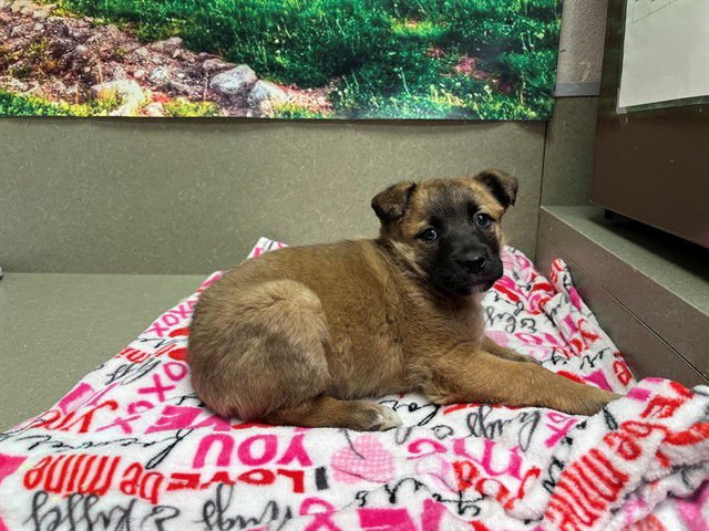 VALENTINE - German Shepherd Dog available for adoption