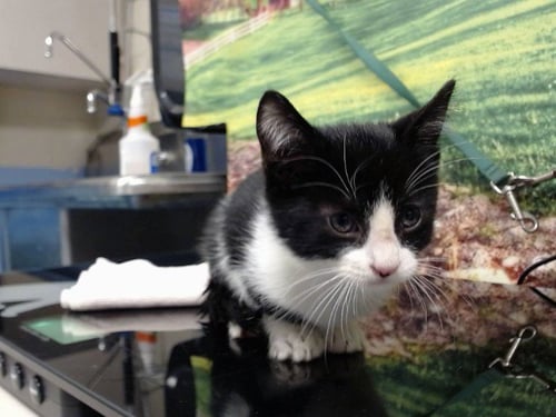 A554935 - Domestic Short Hair available for adoption