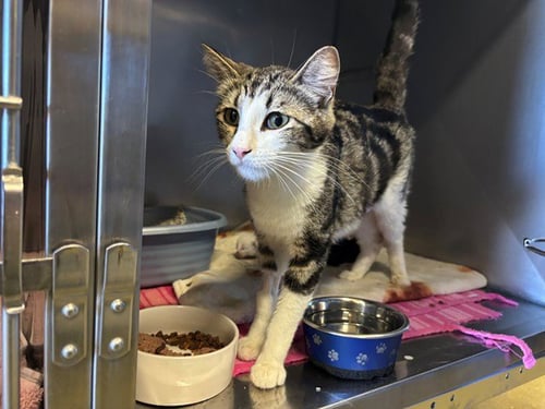 JULIE - Domestic Short Hair available for adoption