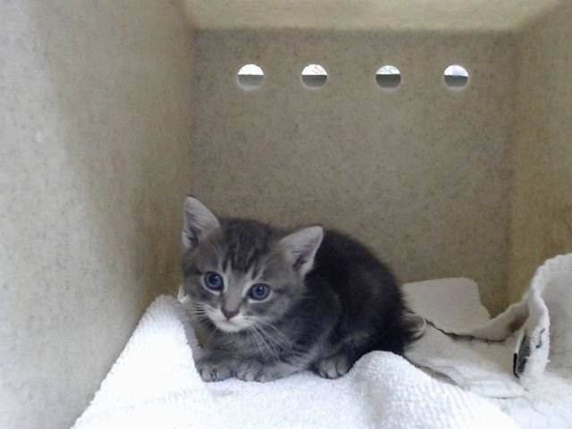 A549725 - Domestic Short Hair available for adoption