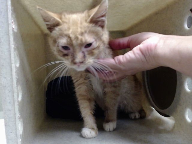 PARSONS - Domestic Medium Hair available for adoption