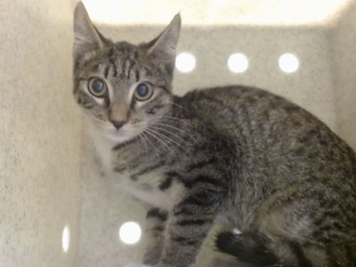 A554071 - Domestic Short Hair available for adoption
