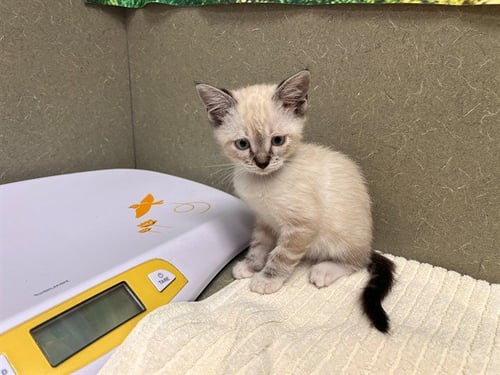 A553408 - Domestic Short Hair available for adoption