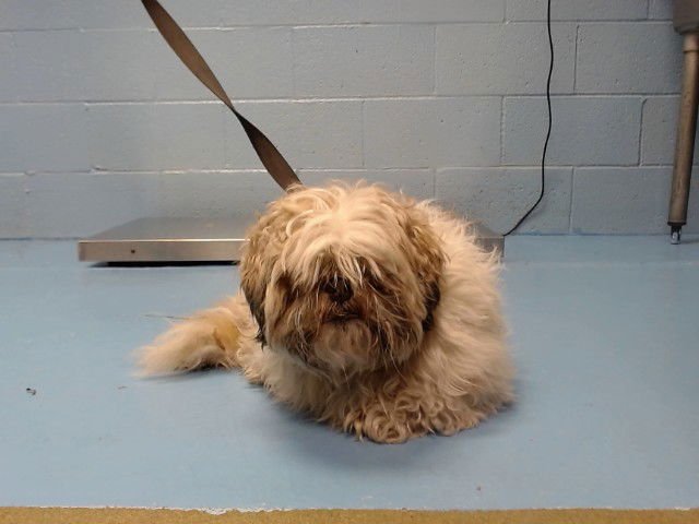 RINGO - Shih Tzu available for adoption