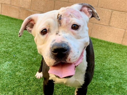 SHELLA - Pit Bull Terrier available for adoption