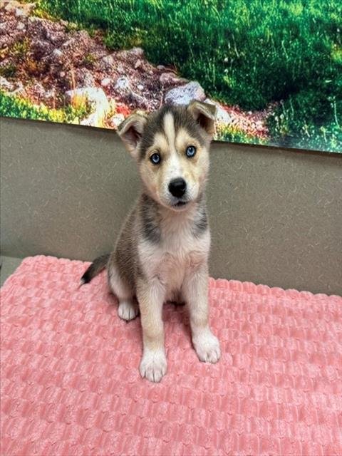 A548923 - Siberian Husky available for adoption