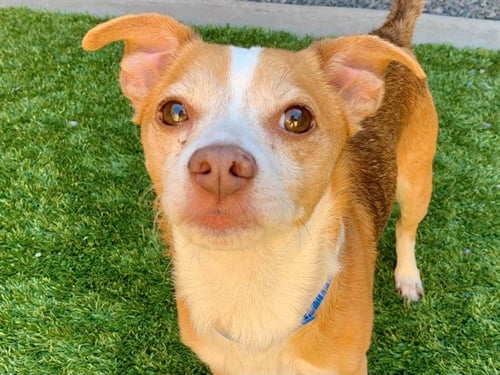 GEOFF - Chihuahua available for adoption