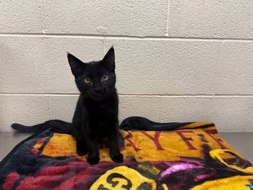 A554142 - Domestic Medium Hair available for adoption