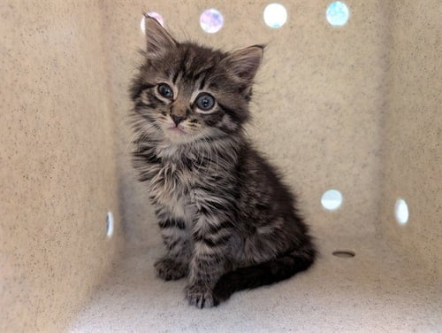 A551206 - Domestic Medium Hair available for adoption