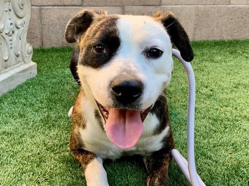 VALERIE - Pit Bull Terrier available for adoption