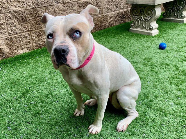 FELON - Pit Bull Terrier available for adoption