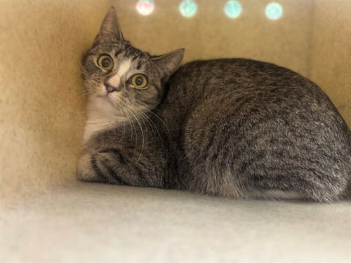 A549676 - Domestic Short Hair available for adoption