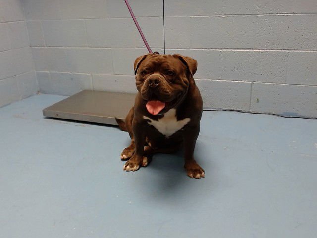 DRACO - Bulldog available for adoption