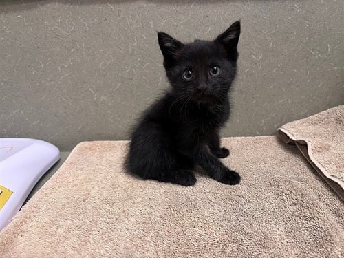 A551256 - Domestic Short Hair available for adoption