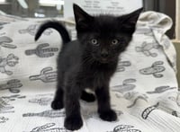 CHIP - Photo 1