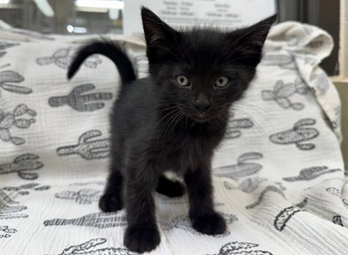 CHIP - Domestic Medium Hair for adoption in Moreno Valley