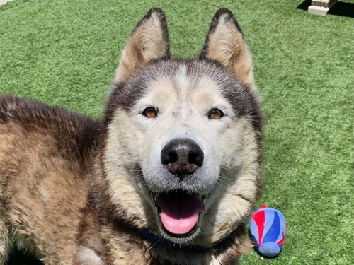 MAX - Siberian Husky available for adoption