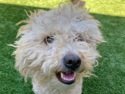 PRINCEY - Poodle (Miniature) available for adoption