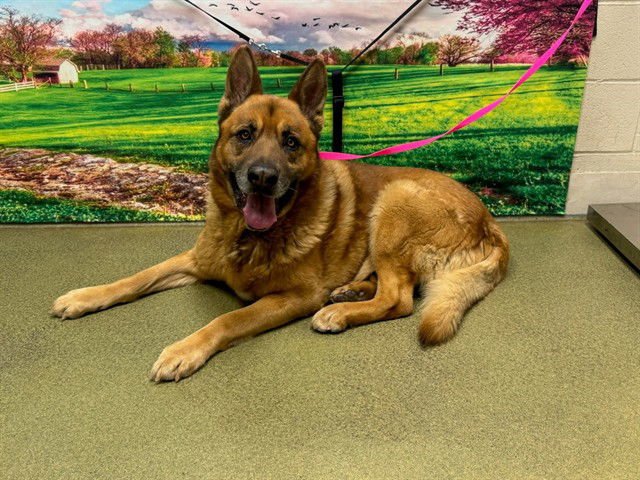 SAMUEL - German Shepherd Dog available for adoption