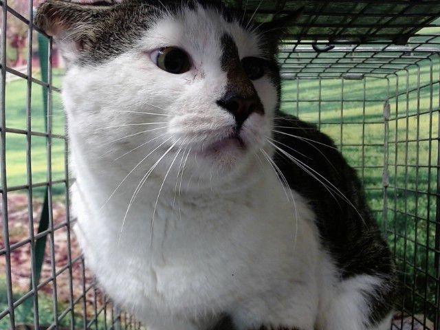 A548138 - Domestic Short Hair available for adoption