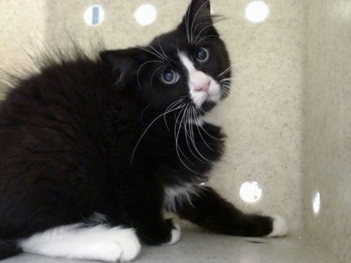 A552209 - Domestic Medium Hair available for adoption