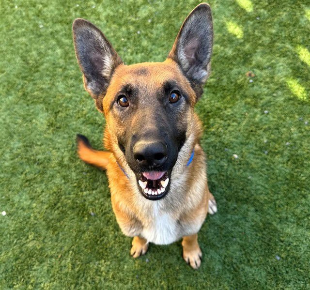 CALEB - Belgian Shepherd Malinois available for adoption