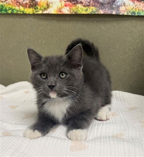 A548194 - Domestic Medium Hair available for adoption