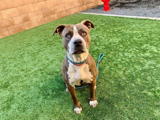 TERRA - Pit Bull Terrier available for adoption