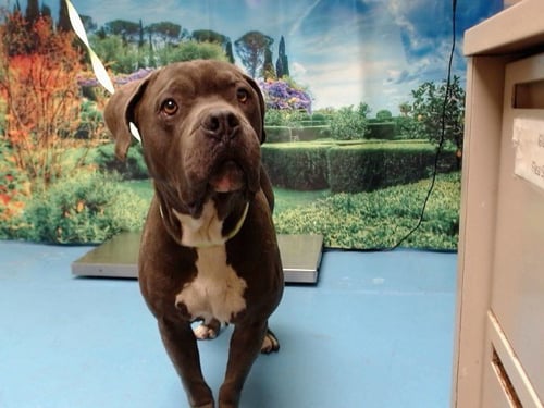 BLUE - Pit Bull Terrier available for adoption