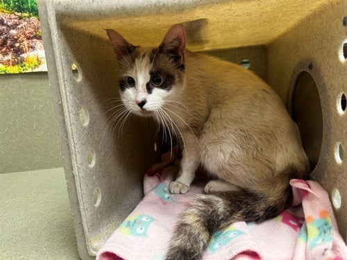 A551924 - Domestic Short Hair available for adoption