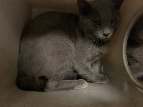 A554117 - Domestic Short Hair available for adoption