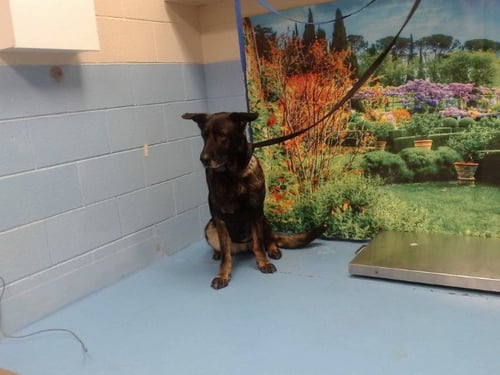 SANDY - German Shepherd Dog available for adoption
