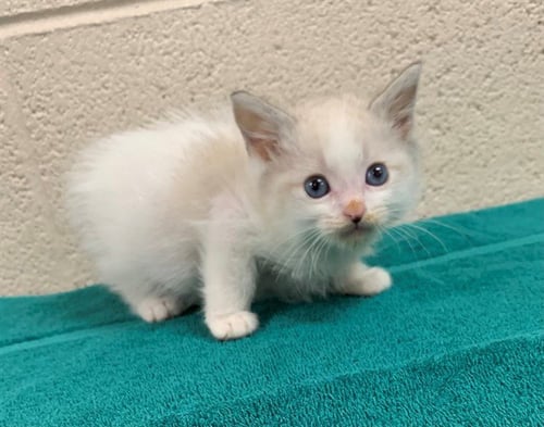 ALAN - Domestic Short Hair available for adoption