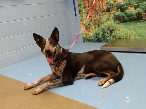 A552669 - Australian Cattle Dog/Blue Heeler available for adoption