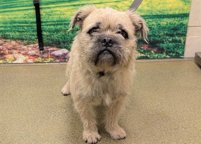 PUGGLES - French Bulldog / Brussels Griffon available for adoption