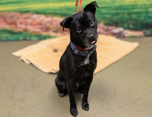 WILFRED - Terrier / Chihuahua available for adoption