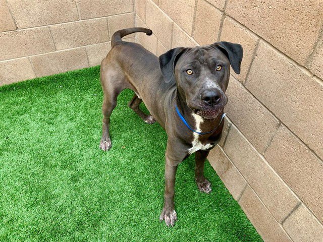 LUCIFER - Labrador Retriever / Chinese Shar-Pei available for adoption