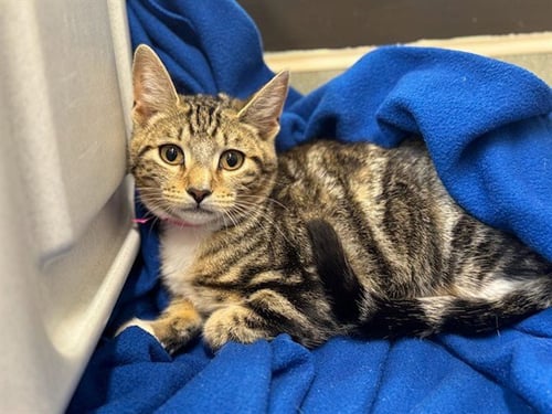 A553688 - Domestic Short Hair for adoption in Moreno Valley
