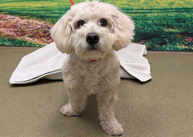 A548508 - Poodle (Miniature) available for adoption