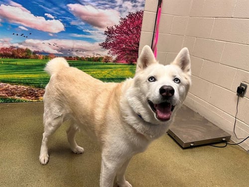 A555008 - Siberian Husky available for adoption