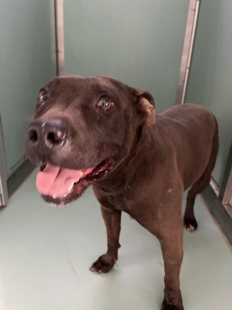 JORDAN - Pit Bull Terrier available for adoption