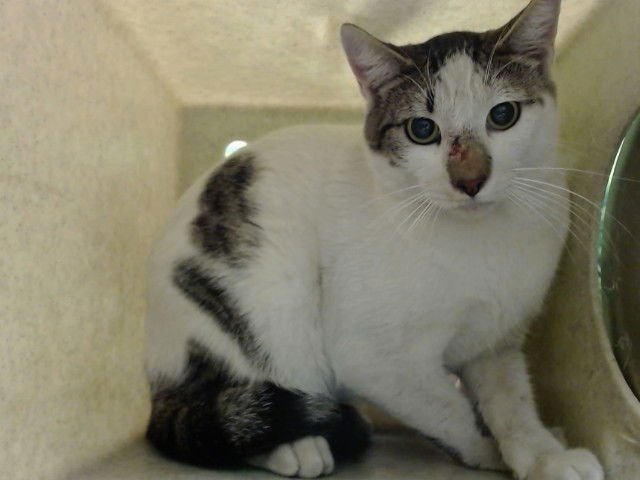 A548834 - Domestic Short Hair available for adoption