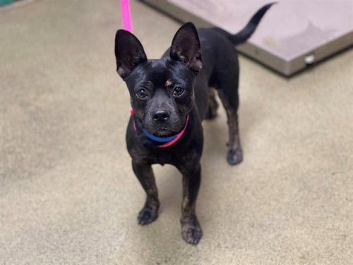 A552238 - Chihuahua available for adoption