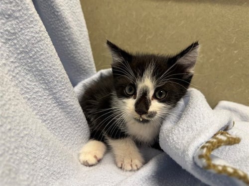 A554443 - Domestic Short Hair available for adoption