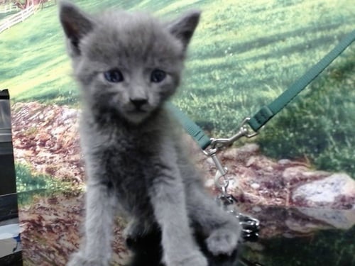 A552466 - Domestic Short Hair available for adoption